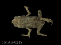 藏品(黑眶蟾蜍)的圖片